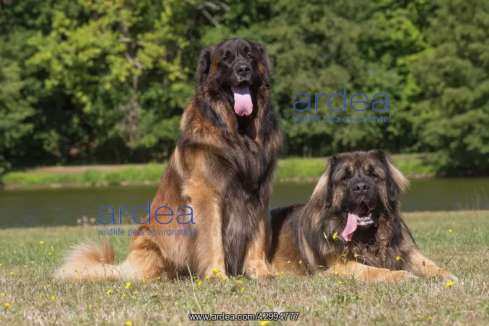 : Leonberger dog outdoors : Leonberger dog outdoors