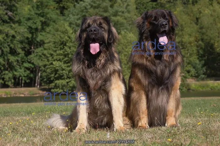 : Leonberger dog outdoors : Leonberger dog outdoors