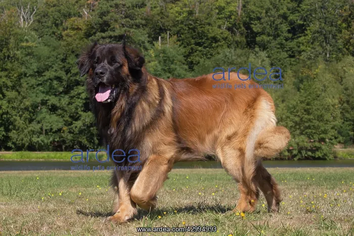: Leonberger dog outdoors : Leonberger dog outdoors