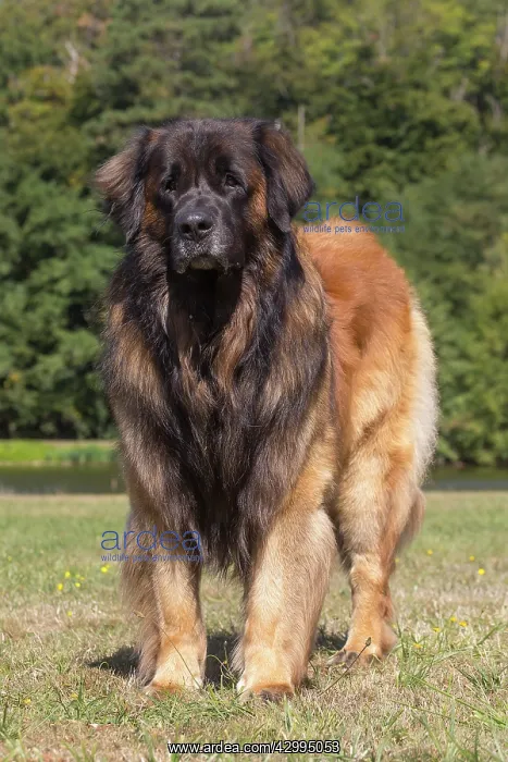 : Leonberger dog outdoors : Leonberger dog outdoors