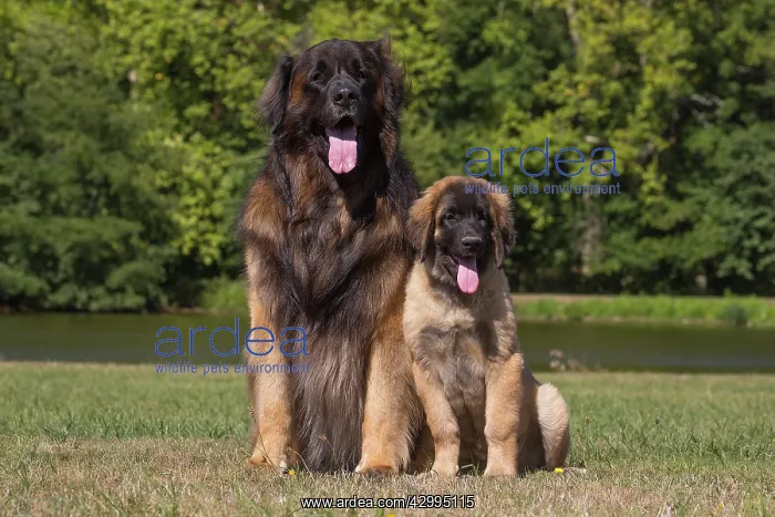 : Leonberger dog outdoors : Leonberger dog outdoors