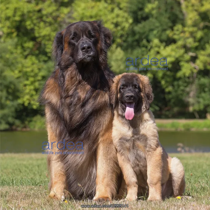  : Leonberger dog outdoors