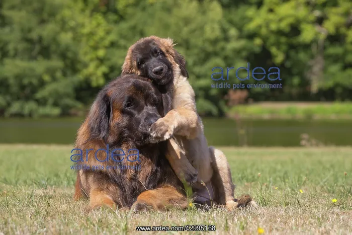 : Leonberger dog outdoors : Leonberger dog outdoors