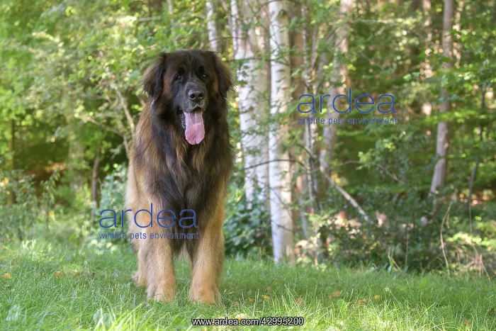  : Leonberger dog outdoors
