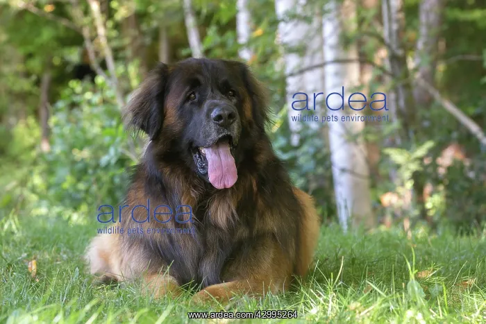 : Leonberger dog outdoors : Leonberger dog outdoors