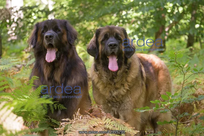 : Leonberger dog outdoors : Leonberger dog outdoors