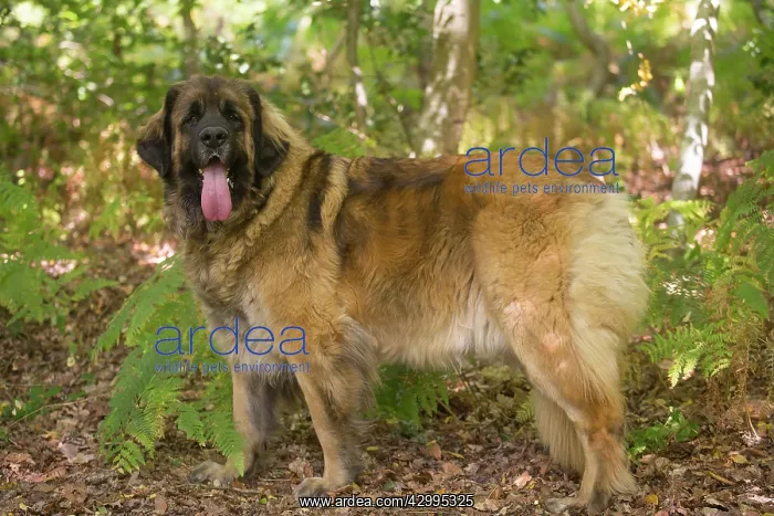: Leonberger dog outdoors : Leonberger dog outdoors