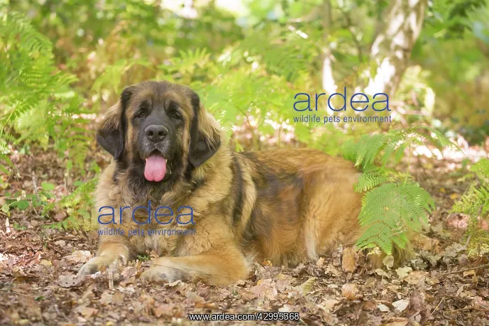 : Leonberger dog outdoors : Leonberger dog outdoors