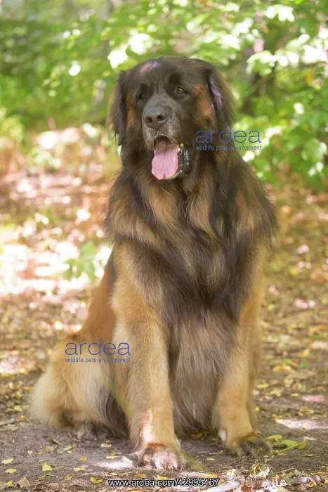 : Leonberger dog outdoors : Leonberger dog outdoors
