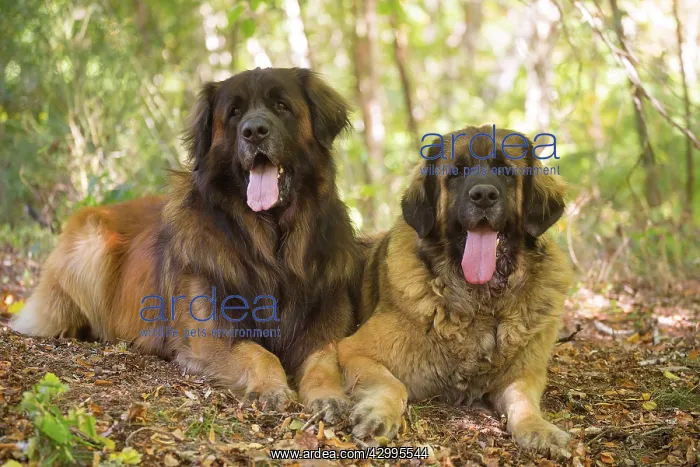 : Leonberger dog outdoors : Leonberger dog outdoors
