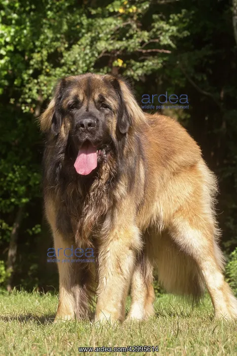 : Leonberger dog outdoors : Leonberger dog outdoors