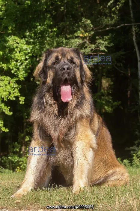 : Leonberger dog outdoors : Leonberger dog outdoors