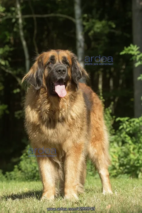 : Leonberger dog outdoors : Leonberger dog outdoors