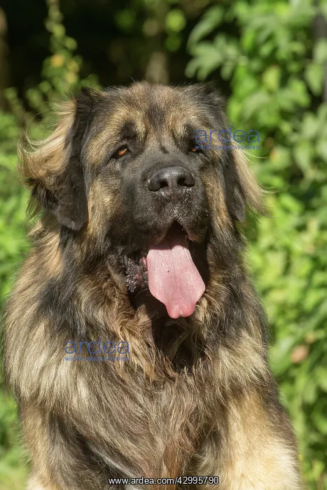 : Leonberger dog outdoors : Leonberger dog outdoors