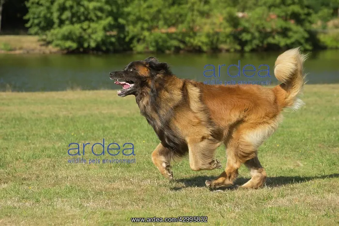 : Leonberger dog outdoors : Leonberger dog outdoors