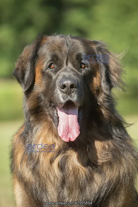 : Leonberger dog outdoors : Leonberger dog outdoors