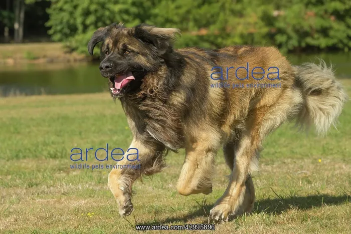 : Leonberger dog outdoors : Leonberger dog outdoors
