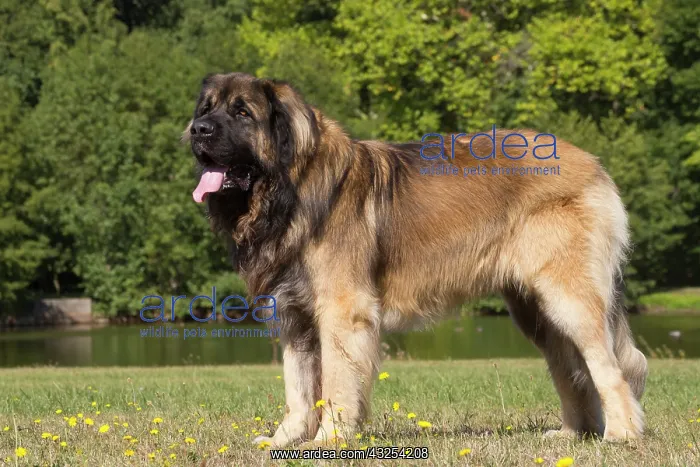 : Leonberger dog outdoors : Leonberger dog outdoors