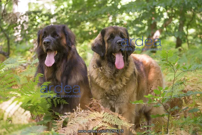 : Leonberger dog outdoors : Leonberger dog outdoors