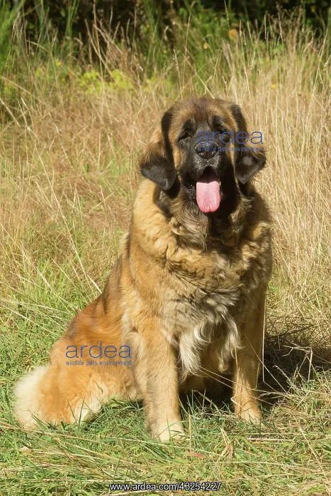 : Leonberger dog outdoors : Leonberger dog outdoors