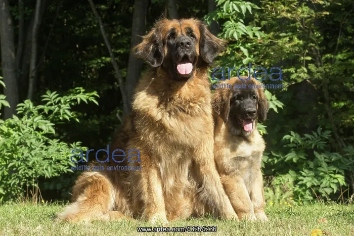 : Leonberger dog outdoors : Leonberger dog outdoors