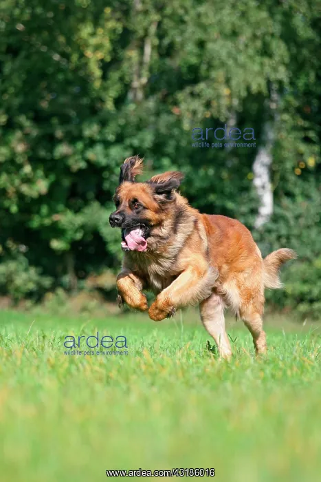 : Leonberger dog running over a meadow Leonberger : Leonberger dog running over a meadow Leonberger