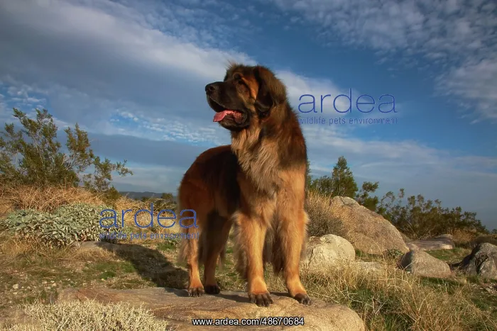: Leonberger on duty : Leonberger on duty