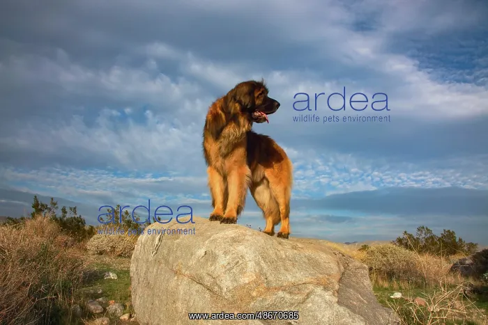 : Leonberger on duty : Leonberger on duty