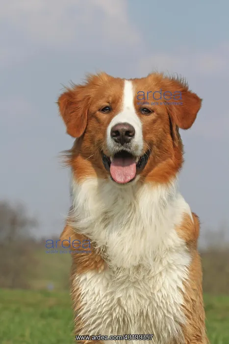 : Leonberger-Golden Retriever hybrid, portrait Leonberger-Gold : Leonberger-Golden Retriever hybrid, portrait Leonberger-Gold