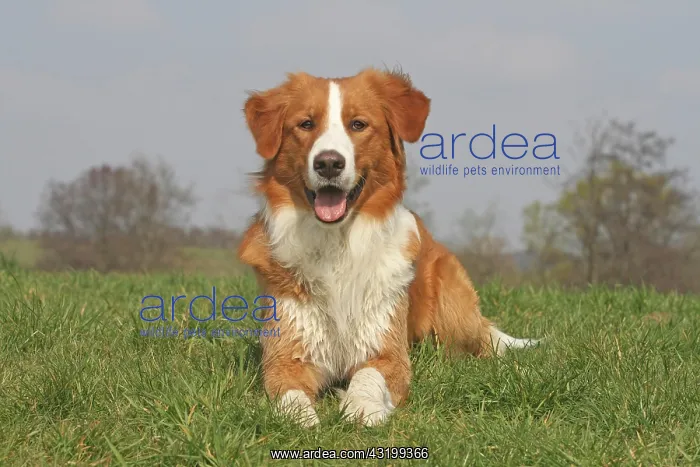 : Leonberger-Golden Retriever hybrid, lying on a meadow : Leonberger-Golden Retriever hybrid, lying on a meadow