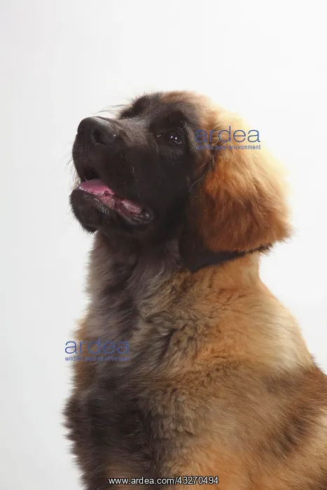 : Leonberger, puppy, 5 months, sitting, animal portrait : Leonberger, puppy, 5 months, sitting, animal portrait