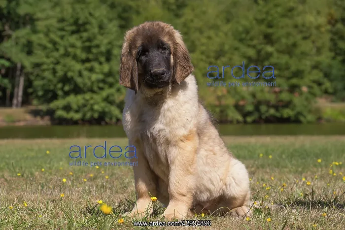 : Leonberger puppy outdoors : Leonberger puppy outdoors