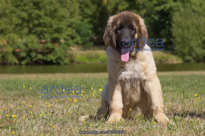 : Leonberger puppy outdoors : Leonberger puppy outdoors