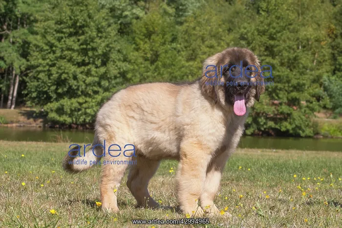 : Leonberger puppy outdoors : Leonberger puppy outdoors