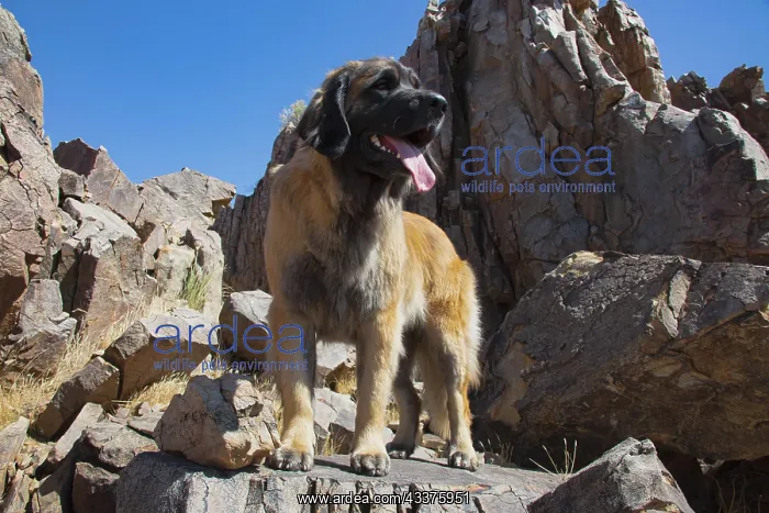 : Leonberger waiting for the mail : Leonberger waiting for the mail