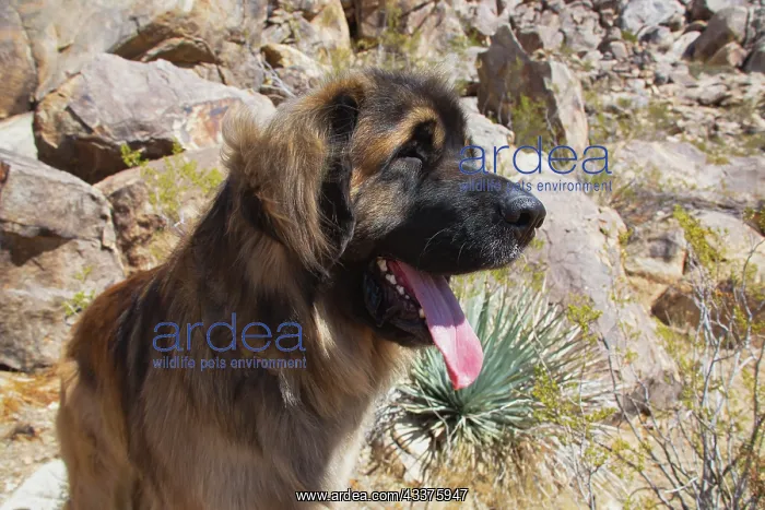 : Leonbergers enjoying the high desert : Leonbergers enjoying the high desert