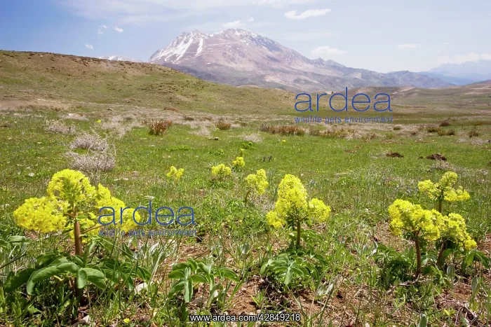 : Leontice leontopetalum - very rare cornfield weed : Leontice leontopetalum - very rare cornfield weed