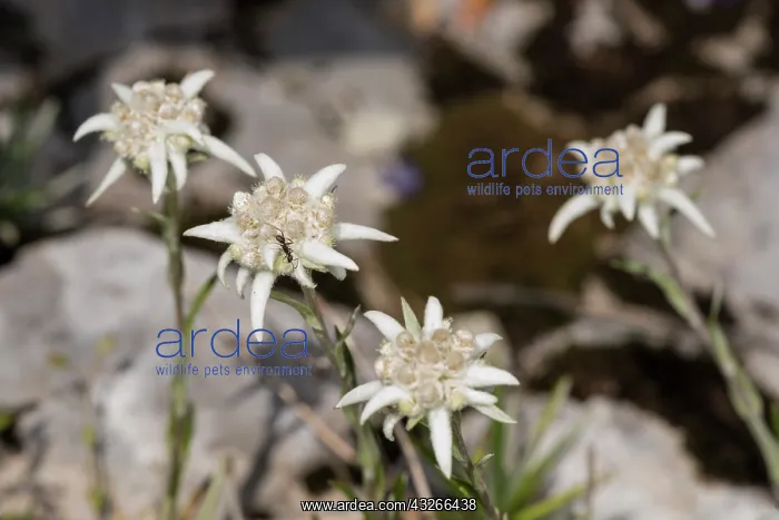 : Leontopodium discolor growing in mountain habitat : Leontopodium discolor growing in mountain habitat