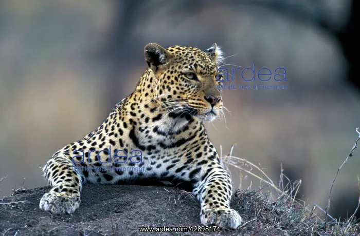  : Leopard (Panthera pardus)