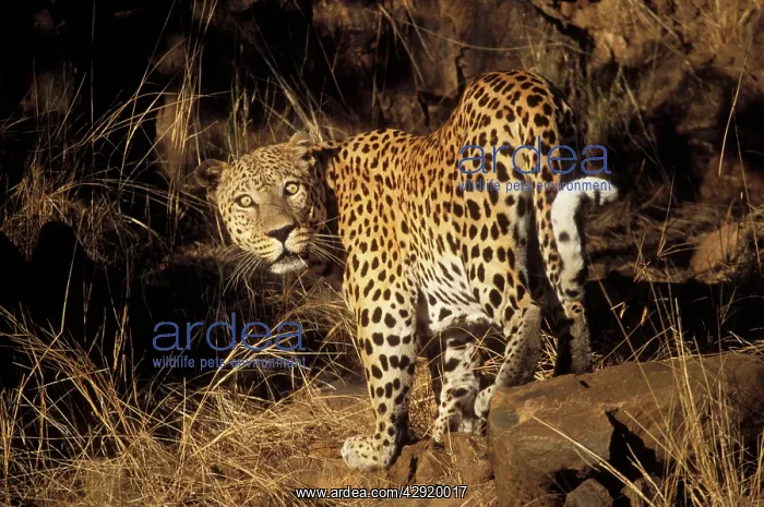  : Leopard (Panthera pardus). Namibia, Africa