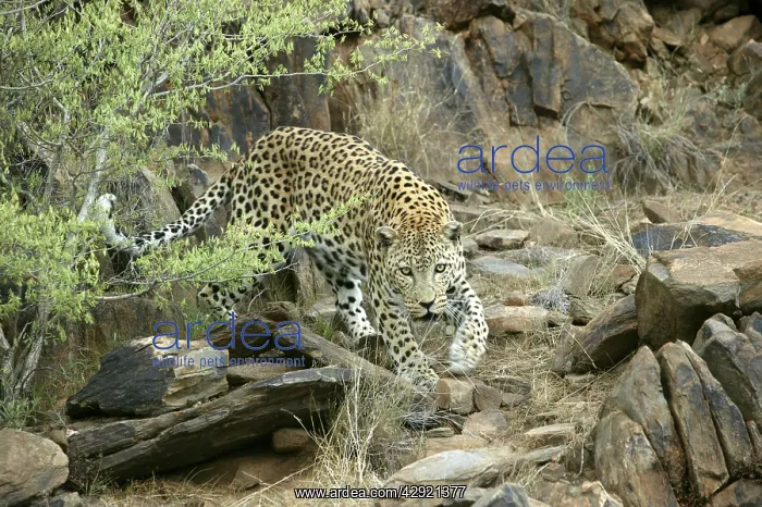  : Leopard (Panthera pardus). Namibia, Africa