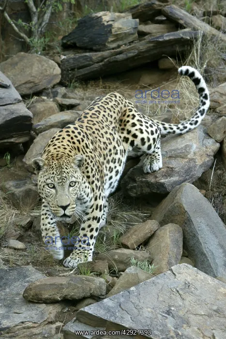  : Leopard (Panthera pardus). Namibia, Africa