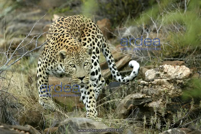  : Leopard (Panthera pardus). Namibia, Africa