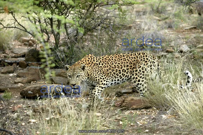  : Leopard (Panthera pardus). Namibia, Africa