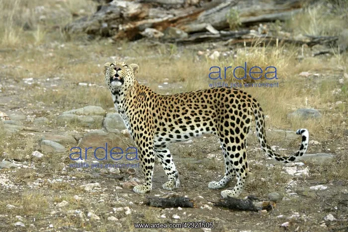  : Leopard (Panthera pardus). Namibia, Africa