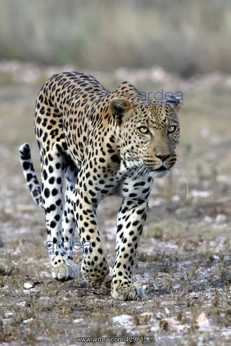  : Leopard (Panthera pardus). Namibia, Africa