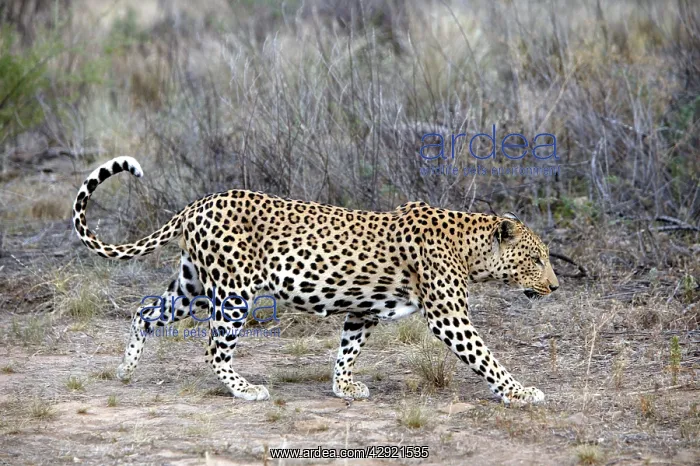  : Leopard (Panthera pardus). Namibia, Africa