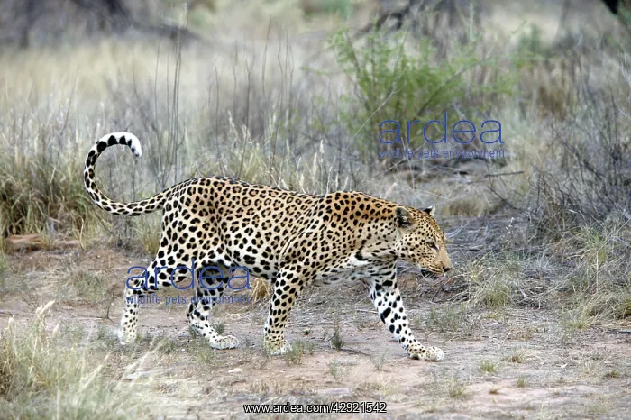  : Leopard (Panthera pardus). Namibia, Africa