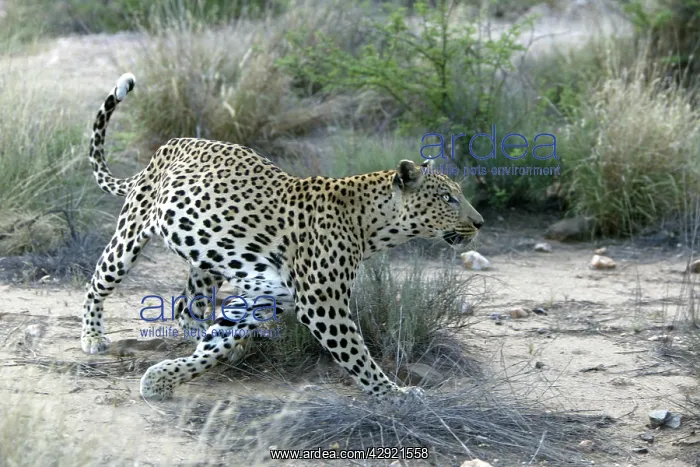  : Leopard (Panthera pardus). Namibia, Africa
