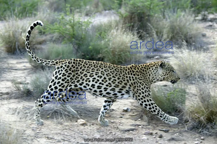  : Leopard (Panthera pardus). Namibia, Africa